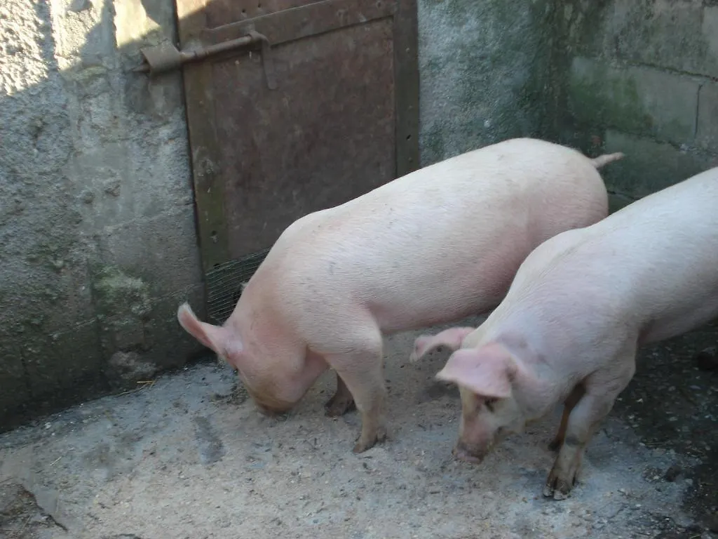 Agriturismo La Querce Villa Rignano Sull Arno Çiftlik konaklama