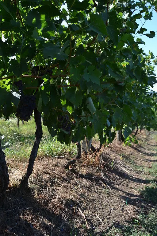 Agriturismo La Querce Villa Rignano Sull Arno Çiftlik konaklama