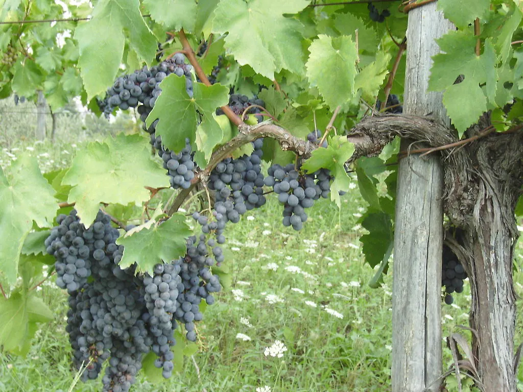 Agriturismo La Querce Риньяно-суль-Арно